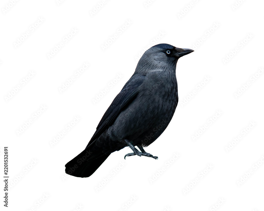 Fototapeta premium Full body Eurasian jackdaw in side view isolated on transparent background
