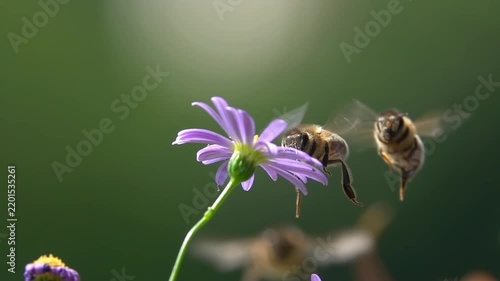 Bee, Flying on Flowers. closeup view. Slow-motion. purple violet daisy flowers