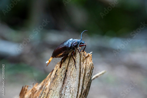 Sägebock Käfer auf Totholz