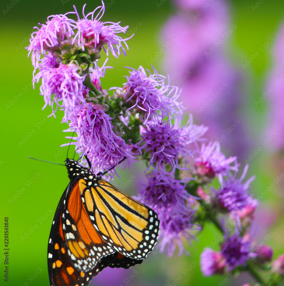 Obraz premium Monarch on Purple Flower
