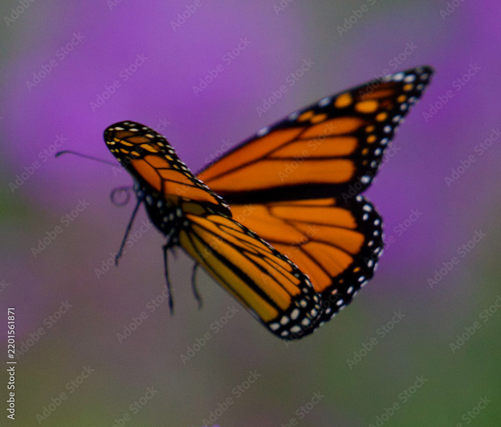 Obraz premium Monarch Flying Close Up