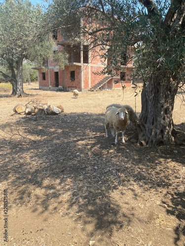 Sheep stands in a dry field near the trunk of an old olive tree