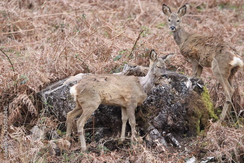Photography two baby deer in the woods