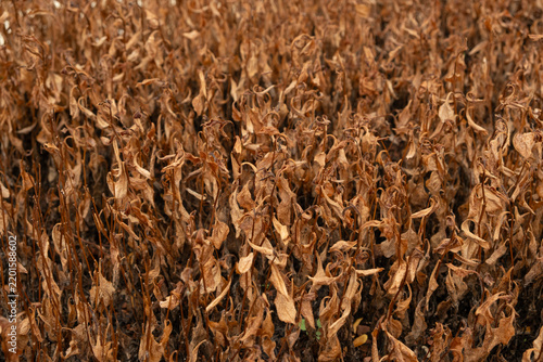 Withered brown flower petals texture from severe drought and lack of water.