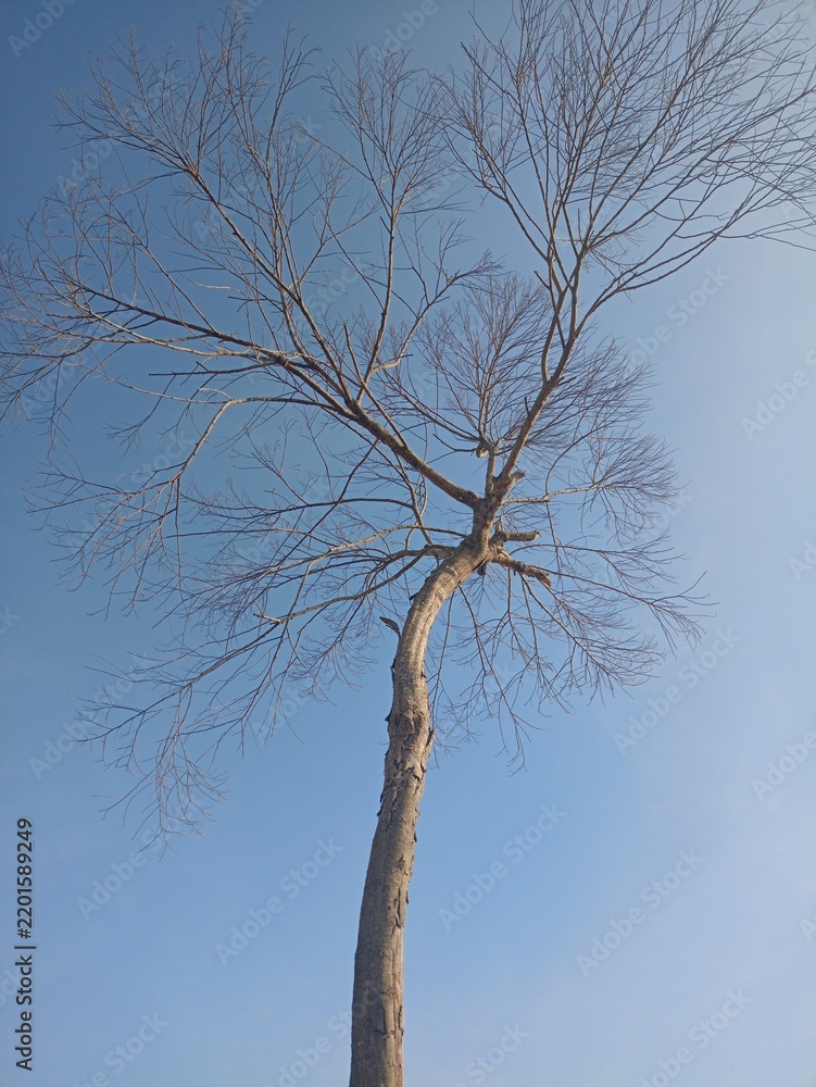 Fototapeta premium Bare tree branches against clear blue sky minimalist nature backgroun.