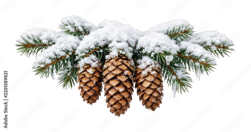 Fototapeta premium PNG Snow-covered pine cones with evergreen branches.