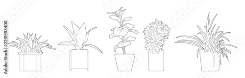 Architectural indoor potted plant collection with diverse tropical foliage plants outlines for interior elevation drawings and CAD render.