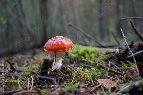 Red fly agaric mushroom (Amanita muscaria) growing on moss in a dark autumn forest Muchomor czerwony red toadstool Amanita muscaria