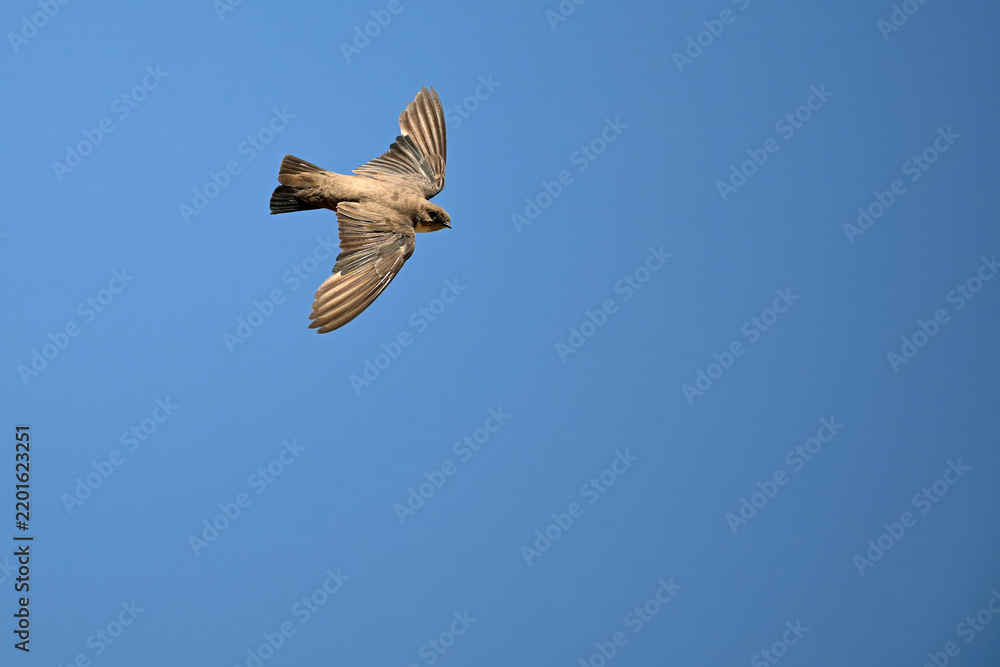 Obraz premium flying Eurasian crag martin // fliegende Felsenschwalbe (Ptyonoprogne rupestris) 