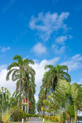 Palm trees at the entrance to a Caribbean all inclusive resort