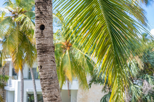 Tropical Palm tree fronds and leaves on Caribbean island