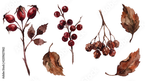 Watercolor autumn botanical set with red rosehips berries and dry brown leaves