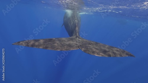 A powerful sperm whale dives gracefully into the deep blue waters of Mauritius, its massive body disappearing beneath the surface as it descends into the depths of the Indian Ocean. A majestic glimpse