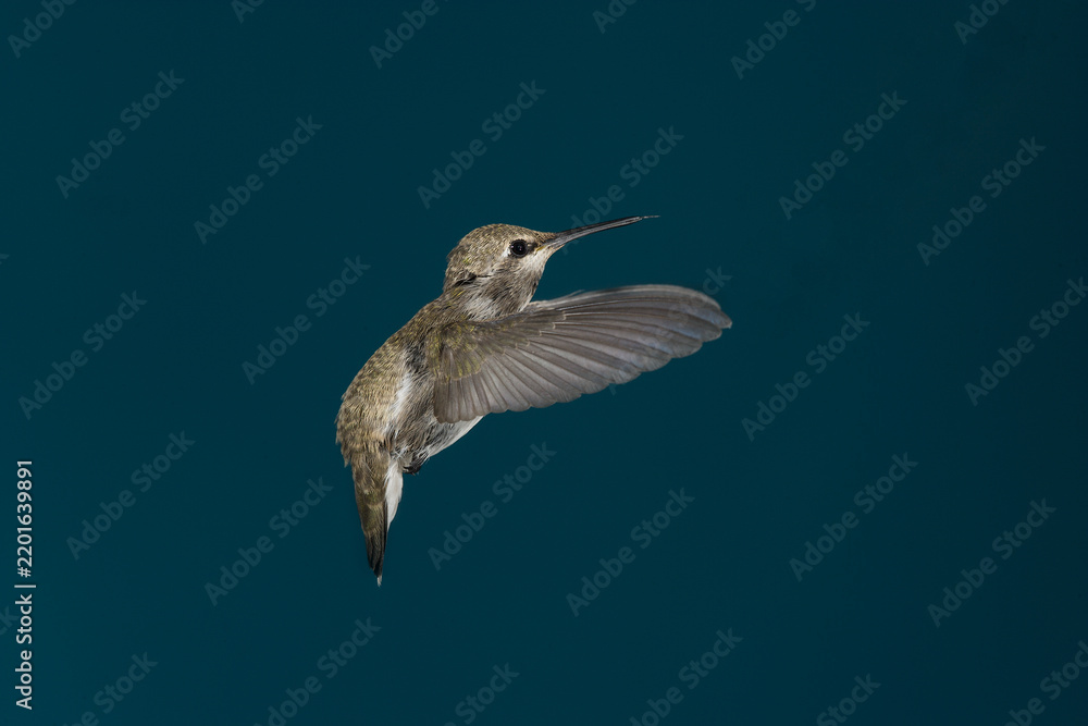 Fototapeta premium Calliope hummingbird in flight