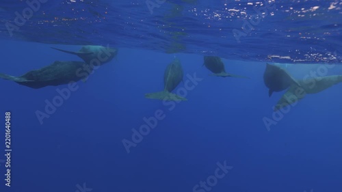 A pod of sperm whale dives gracefully into the deep blue waters of Mauritius, its massive body disappearing beneath the surface as it descends into the depths of the Indian Ocean. A majestic glimpse