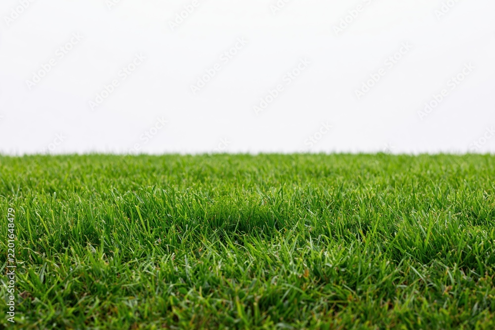 Obraz premium The Grass Field Under a Bright Sky with Fresh Morning Light
