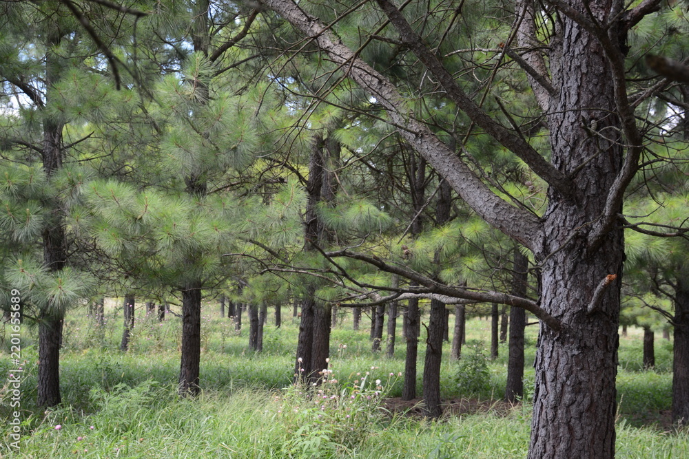 Fototapeta premium pine trees
