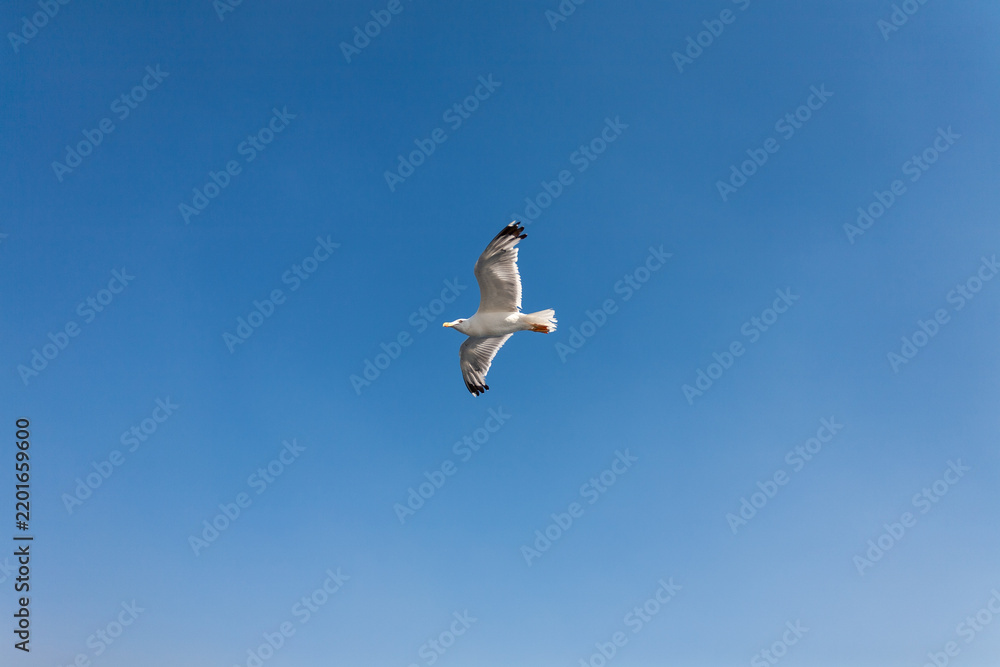 Obraz premium Seagull seen from below with wings fully spread against a blue sky