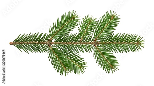 Fresh green pine branch with needles