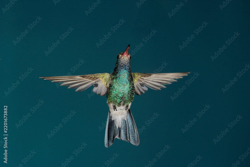 Fototapeta premium Broad-billed hummingbird hovering in flight