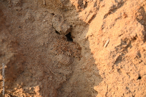 Many Fire ants or red ants in the nest. Fire ants are several species of ants in the genus Solenopsis. A macro shot of wild red fire ants in their desert anthill.
