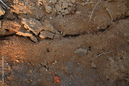 Many Fire ants or red ants in the nest. Fire ants are several species of ants in the genus Solenopsis. A macro shot of wild red fire ants in their desert anthill.
