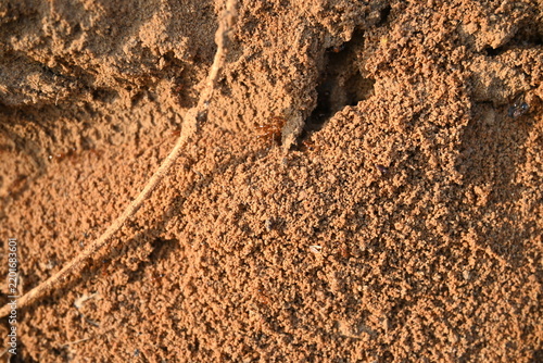 Many Fire ants or red ants in the nest. Fire ants are several species of ants in the genus Solenopsis. A macro shot of wild red fire ants in their desert anthill.

