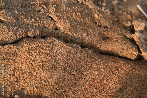 Many Fire ants or red ants in the nest. Fire ants are several species of ants in the genus Solenopsis. A macro shot of wild red fire ants in their desert anthill.
