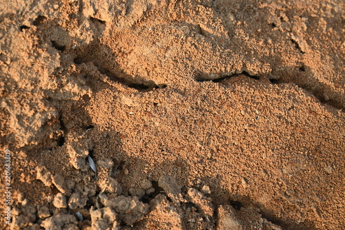 Many Fire ants or red ants in the nest. Fire ants are several species of ants in the genus Solenopsis. A macro shot of wild red fire ants in their desert anthill.
