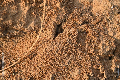 Many Fire ants or red ants in the nest. Fire ants are several species of ants in the genus Solenopsis. A macro shot of wild red fire ants in their desert anthill.
