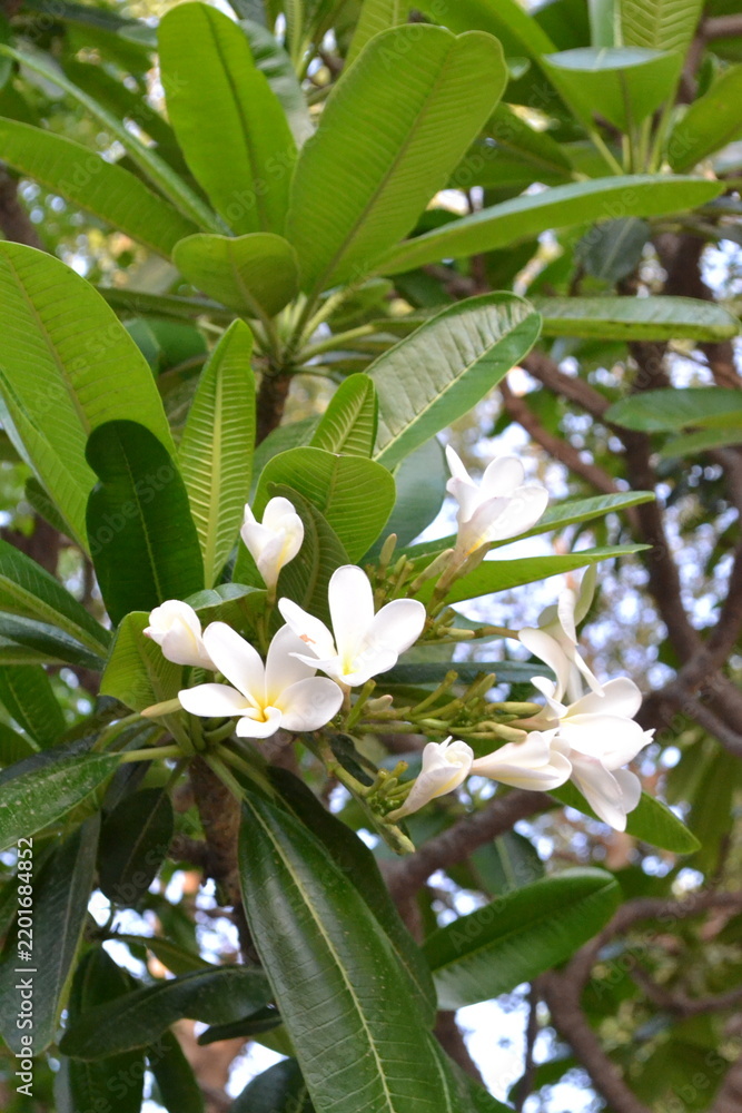Obraz premium coconut tree flower
