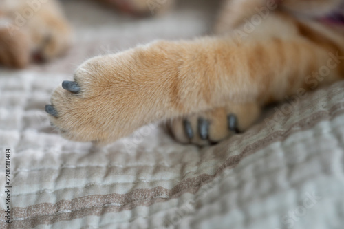 Plakat Cat claws covered with plastic protector