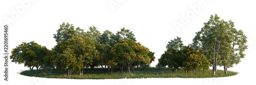 Amorpha fruticosa, Cassia surattensis and Catalpa bunge tree line, Forest Edge, Backdrop cutout, isolate transparent background