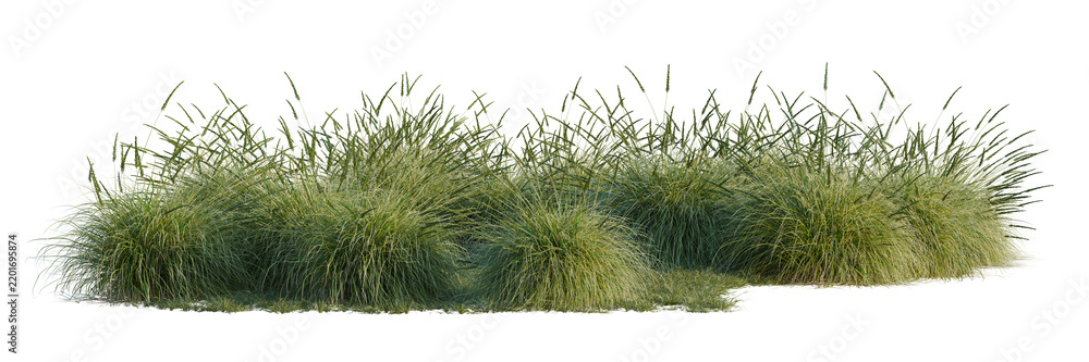 Obraz premium Muhlenbergia rigens008_Wind tree line, Forest Edge, Backdrop cutout, isolate transparent background, Dense green dune grass patch with visible texture