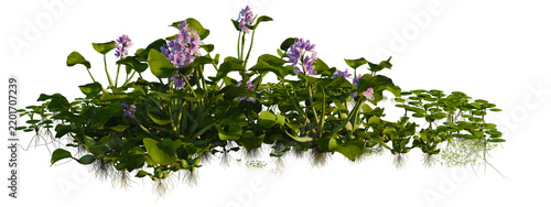 Eichhornia crassipes, Lemna minor and Limnobium laeviga tree shrub, plant bush, cutout, isolate transparent background