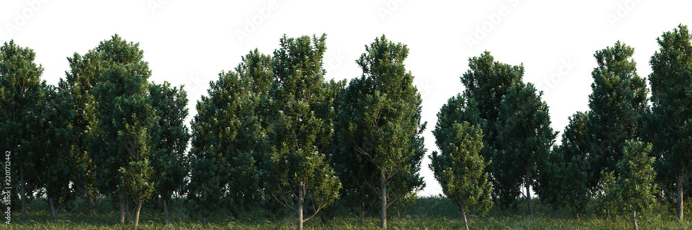 Obraz premium Magnolia grandiflora Teddy Bear tree shrub, plant bush, cutout, isolate transparent background, Dense green forest landscape with lush trees and vibrant foliage, natural environment panorama