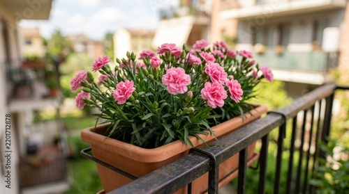 Blooming Pink Carnation Flowers in Balcony Planter Box on Residential Railing for Urban Gardening and Home Decoration