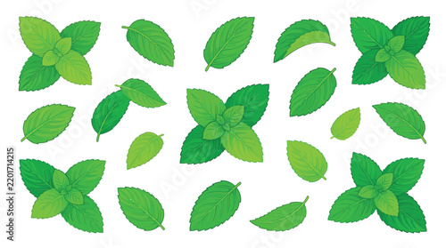 Vibrant green mint leaves arranged in a digital vector illustration set
