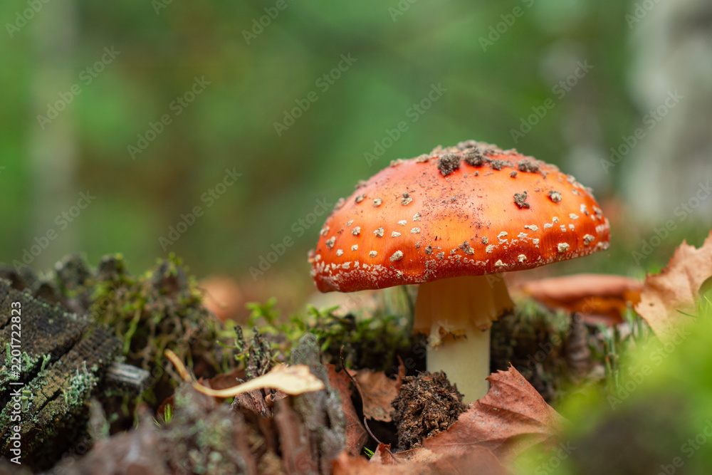 Fototapeta premium Red fly agaric Amanita muscaria mushroom growing among fallen autumn leaves in forest floor. Poisonous wild mushroom, toadstool fungi species, ecology and woodland nature concept.