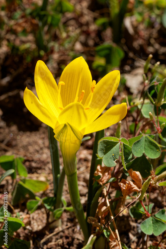 Fleur de crocus