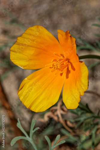 Gros plan sur une fleur d'escholtzia