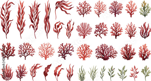 Detailed watercolor style marine seaweed and ocean flora asset collection featuring red dulse palmaria palmata kelp fronds and underwater coral elements