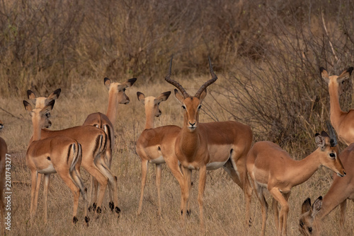 A male Impala looking at the camera stands alert beside his females in Kruger National Park in South Africa