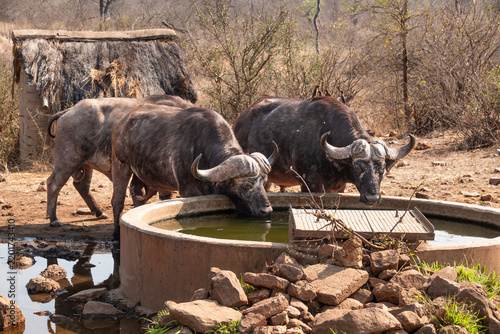 African or Cape Buffalo Drinking at a Man Made Waterhole in Kruger National Park, South Africa