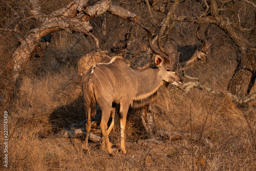 Three male Kudu Ssanding in bushland at sunset light in Kruger National Park, South Africa