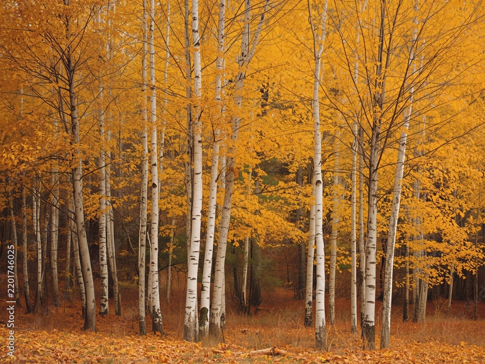 Fototapeta premium Golden autumn birch forest with yellow foliage and tall white tree trunks in soft morning light, fall landscape