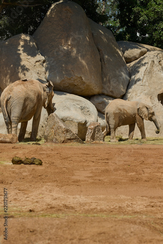 Photography Two African elephants standing together in rocky wildlife habitat