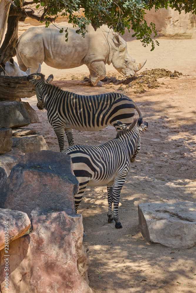 Fototapeta premium Two plains zebras with white rhinoceros in safari enclosure