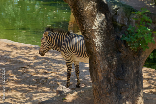 Canvas Print Plains zebra standing beside green water in natural enclosure