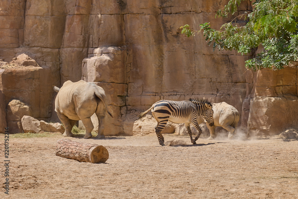 Obraz premium Zebra with adult and young white rhinoceroses in safari habitat